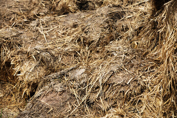 Horse manure Horse droppings dung  in a field