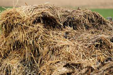 Horse manure Horse droppings dung  in a field