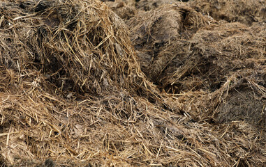 Horse manure Horse droppings dung  in a field