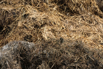 Horse manure Horse droppings dung  in a field