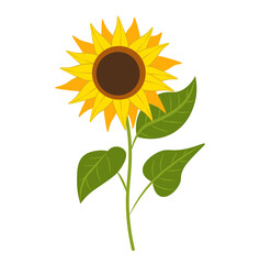Sunflower on white background. Vector