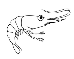shrimp cartoon illustration