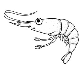 shrimp vector illustration