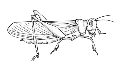 Sketch illustration of grasshopper