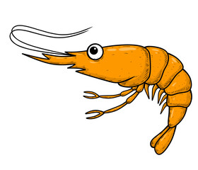 shrimp vector illustration