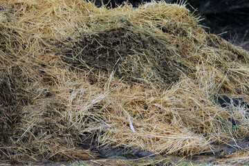 Horse manure Horse droppings dung  in a field
