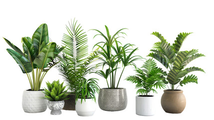 Indoor Plants on transparent background
