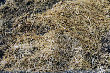 Horse manure Horse droppings dung  in a field