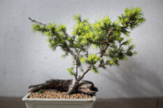 Kształtowanie drzewek bonsai