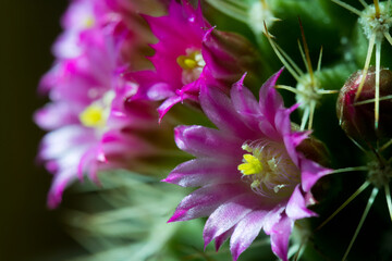 Macro closeup of a tiny little beautiful bright hot purple pink flowers of Rebutia cactus.