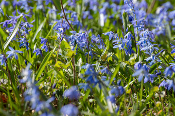 blue flowers in the grass
