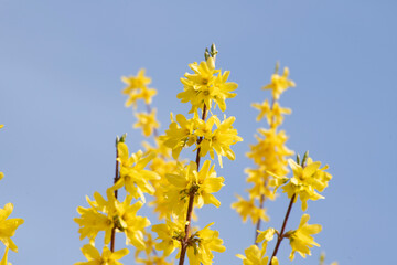 yellow flowers against blue sky