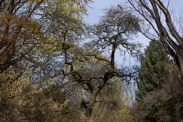 trees and sky