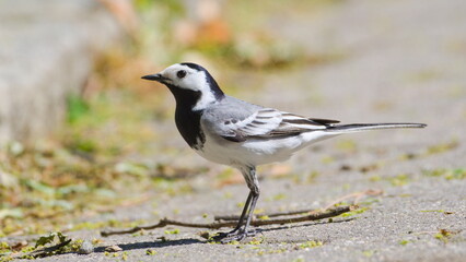 Obraz premium Motacilla alba aka White wagtail is walking in the center of residential area.