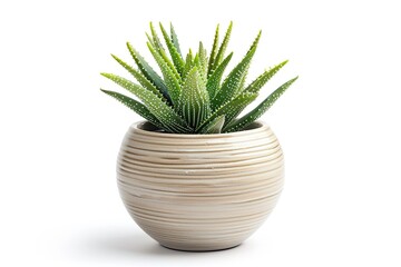 Aloe Vera in flowerpot on white background