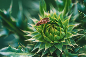 macro of an insect on a musk thistle bud