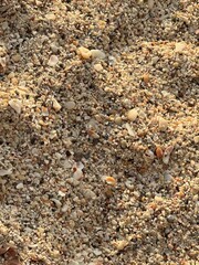 SHELL SAND BEACH