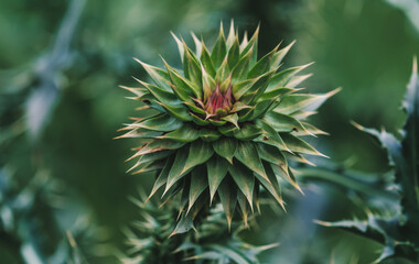 close up of a thistle bud with spike leaves
