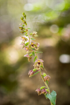Orchid Broad-leaved helleborine (Epipactis helleborine) in flower Monte Arci, Oristano, Sardinia. Italy.
