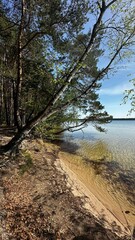 trees on the lake shore