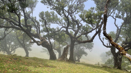 A foggy meadow filled with ancient, gnarled trees and twisted branches creates a mystical and peaceful atmosphere in the serene landscape.