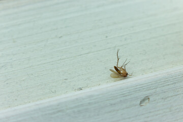 Dead mosquito on wooden shelf. Dead insect. Wildlife concept. Bloodsucker isolated. Virus danger. Death mosquito. Anti-insect protection.