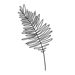 Palm leaf hand drawn illustration