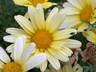 Close-up of dewy yellow daisies, fresh and vibrant.
