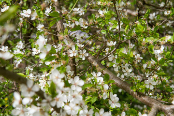 Tree blooming in early spring with white flowers	
