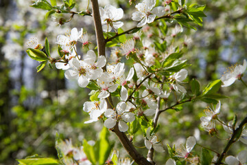 Tree blooming in early spring with white flowers	

