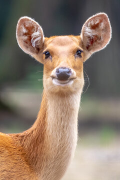 Barasingha - rucervus duvaucelii branderi - Cerf de Duvaucel