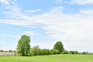 Obraz premium Green Grass and Trees in a Farm Field