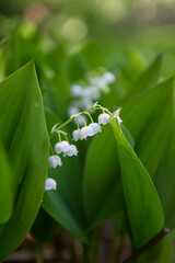 Lily of the valley blooming flowers among leaves in close up