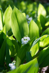 Lily of the valley blooming flowers among leaves in close up