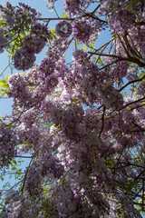 The Chinese wisteria (Wisteria sinensis) blooming in spring