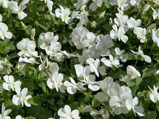 Pansy white flowers ornamental plant.