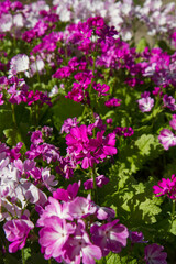 Primrose (primula cortusoides) blooming in a garden in spring