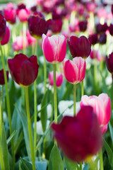 Tulips in different shades of pink blooming in a garden in spring	
