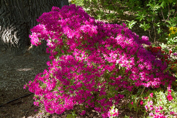 Azaleas shrubs blooming in a garden in spring