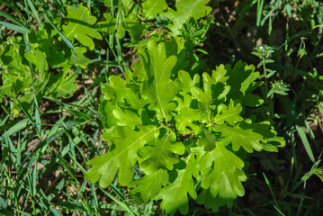 oak branch with young green leaves