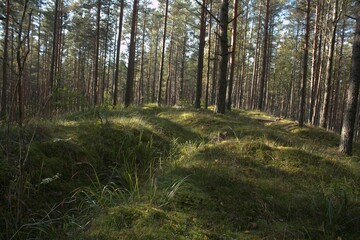 Fototapeta premium Drive and Travel