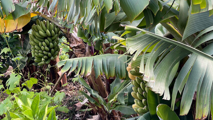 Banana banana fruits banana palm leaves banana