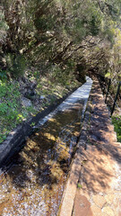 A sunlit levada trail runs alongside a flowing water channel through the forest on Madeira Island