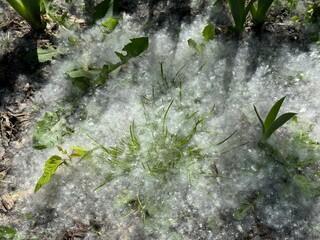 Cottonwood poplar trees spread very tiny, wind borne particles that can affect allergies.