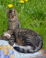 Two cats rest after playing together in the home garden