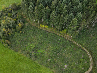 Aerial view of a forest with pine tress and a tractor way