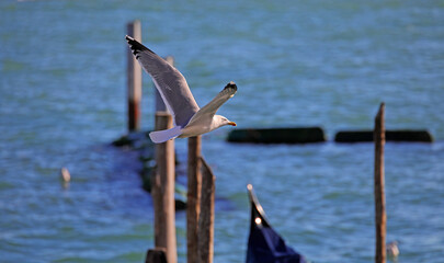 Seagull bird with spread wings flying over Venice lagoon in Italy