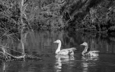 swans on the lake