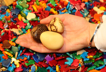 hand with the Three seeds of the TAGUA plant also called Vegetable Ivory in different stages of...