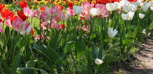 tulip flowers of various colors bloomed in spring symbol of the Netherlands